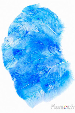 Kalkoen gespikkeld blauw-turquoise kleur - 6-8 cm - wit